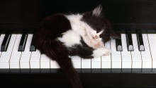 Download Cute Cat PS Vita Wallpaper