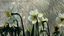 Download Rainy flowers PS Vita Wallpaper