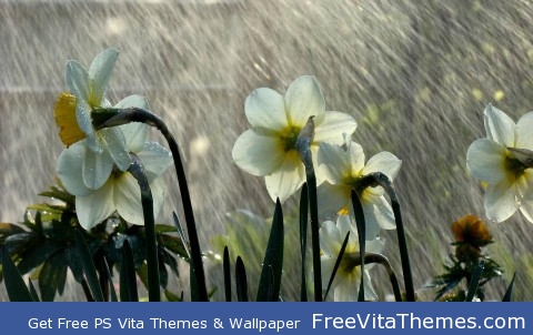 Rainy flowers PS Vita Wallpaper