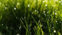 Download Greeny wet grass PS Vita Wallpaper