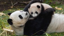 Download Panda bears PS Vita Wallpaper
