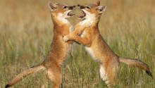 Download Fox cubs PS Vita Wallpaper