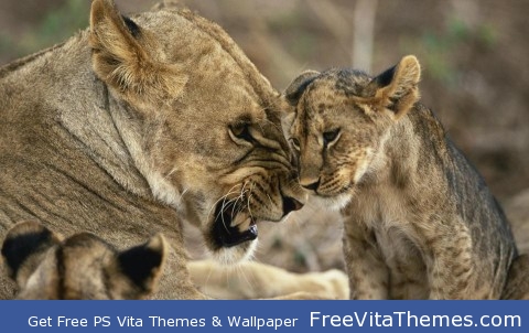 Lion cub PS Vita Wallpaper