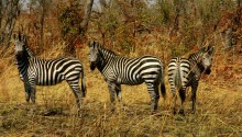 Download Three zebras PS Vita Wallpaper