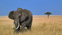Download Black elefant PS Vita Wallpaper