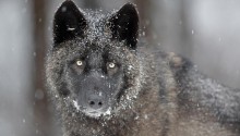 Download Black wolf PS Vita Wallpaper