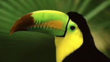 Download Tropical parrot PS Vita Wallpaper