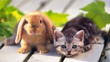 Download Rabbit, Kitten and Vita PS Vita Wallpaper