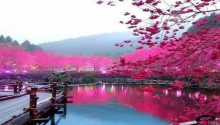 Download Cherry Blossom PS Vita Wallpaper