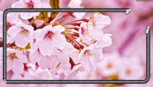 Download Cherry Blossom PS Vita Wallpaper