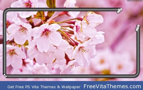 Cherry Blossom PS Vita Wallpaper