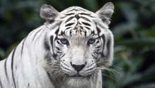 Download Female White Tiger PS Vita Wallpaper