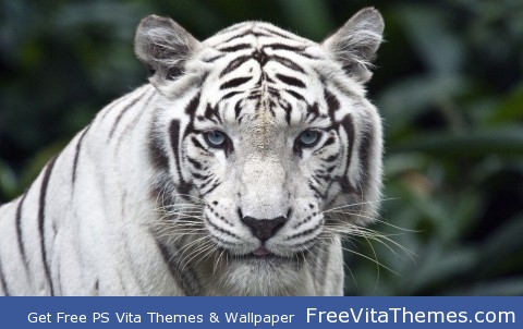 Female White Tiger PS Vita Wallpaper
