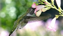 Download Hungry Humming Bird PS Vita Wallpaper