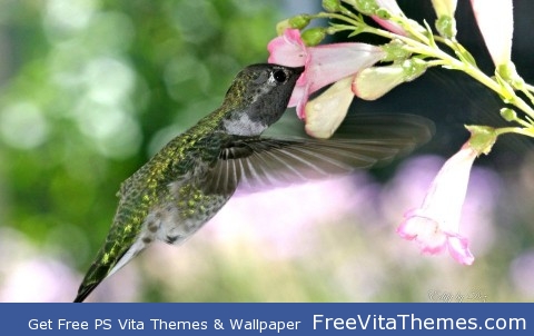 Hungry Humming Bird PS Vita Wallpaper
