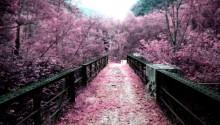 Download Japan Path Of Sakura Flowers PS Vita Wallpaper