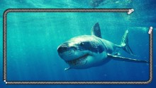Download Great White Shark Wallpaper PS Vita Wallpaper