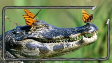 Download Crocodile Wallpaper PS Vita Wallpaper