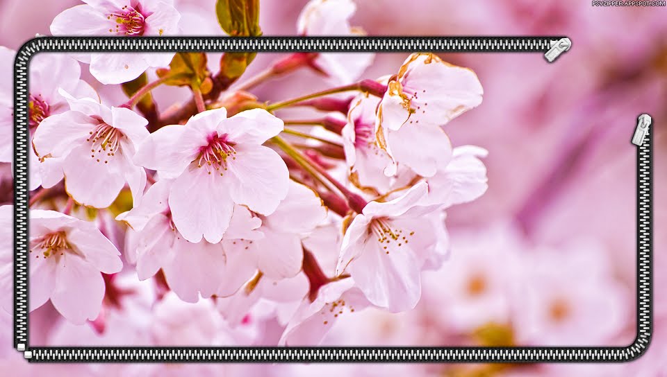 Cherry Blossom featuring Lockscreen, Nature, 2ne1 - Perfect PS Vita Wallpaper