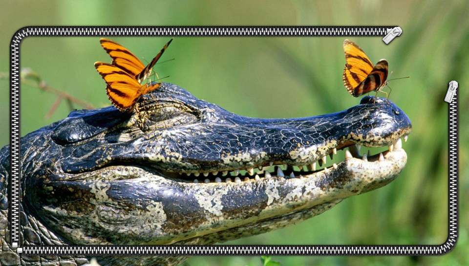 Crocodile Wallpaper featuring Animal, Lockscreen, Nature - Perfect PS Vita Wallpaper