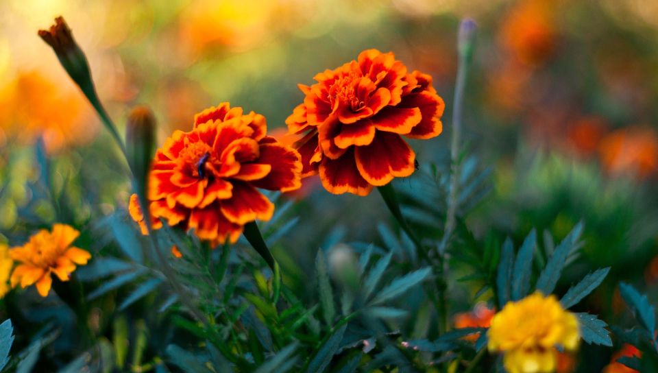 Flower Pair featuring Nature, Fps - Perfect PS Vita Wallpaper