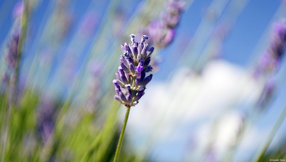 Lavender featuring Nature, Pai Chan - Perfect PS Vita Wallpaper