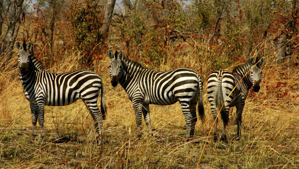 Three zebras featuring Animal, tropical parrot - Perfect PS Vita Wallpaper