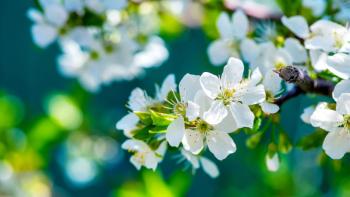 Apple Flowers featuring Nature, alpaca - Perfect PS Vita Wallpaper