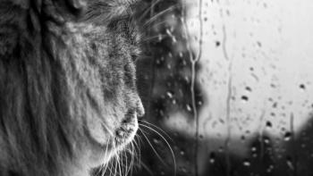 B&amp;W Lion featuring Animal, B&amp;W Lion - Perfect PS Vita Wallpaper