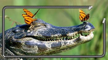 Crocodile Wallpaper featuring Animal, Lockscreen, Nature - Perfect PS Vita Wallpaper