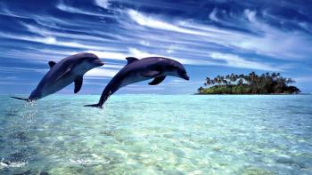 Dolphins diving featuring Animal, cannabis - Perfect PS Vita Wallpaper