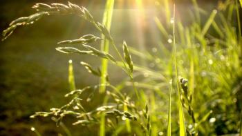 Green wheat featuring Nature, Green wheat - Perfect PS Vita Wallpaper