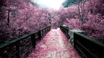 Japan Path Of Sakura Flowers featuring Nature, Other, slenderman - Perfect PS Vita Wallpaper