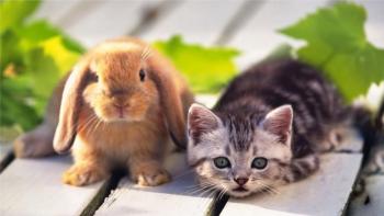 Rabbit, Kitten and Vita featuring Animal, Crysis - Perfect PS Vita Wallpaper