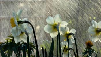 Rainy flowers featuring Nature, Rainy flowers xstalkerxx - Perfect PS Vita Wallpaper