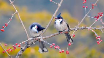 Red Whiskered Bulbul Birds featuring Animal, Nature, Conduit - Perfect PS Vita Wallpaper