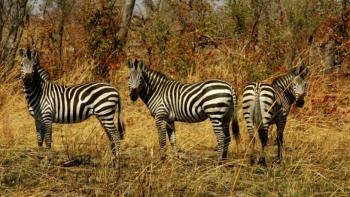 Three zebras featuring Animal, tropical parrot - Perfect PS Vita Wallpaper