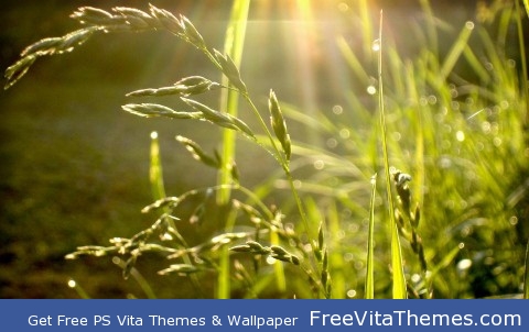 Green wheat PS Vita Wallpaper