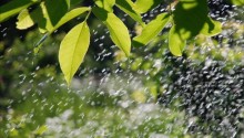 Download Green rain leaves PS Vita Wallpaper