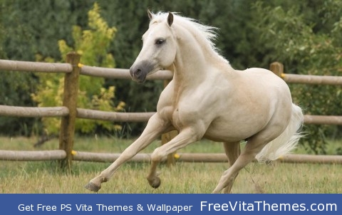 White horse PS Vita Wallpaper