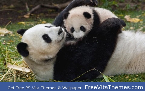 Panda bears PS Vita Wallpaper