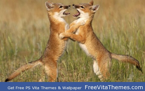 Fox cubs PS Vita Wallpaper