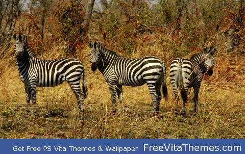 Three zebras PS Vita Wallpaper