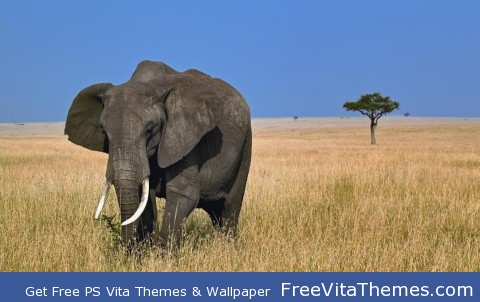 Black elefant PS Vita Wallpaper