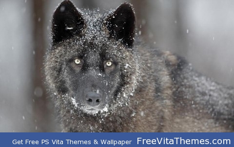 Black wolf PS Vita Wallpaper