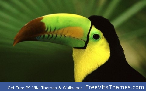 Tropical parrot PS Vita Wallpaper