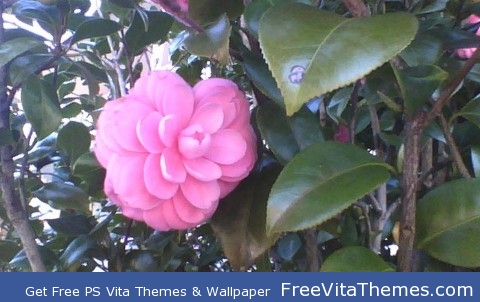 Flower Blooming PS Vita Wallpaper