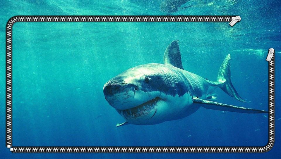 Great White Shark  Wallpaper  PS Vita Wallpapers  Free PS 
